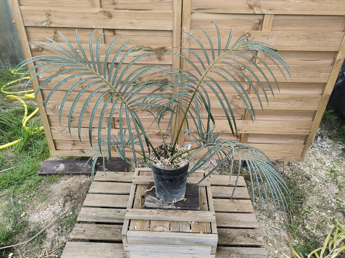 Cycas ferruginea 7cm FE1 - Image 7