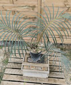 Cycas ferruginea 7cm FE1