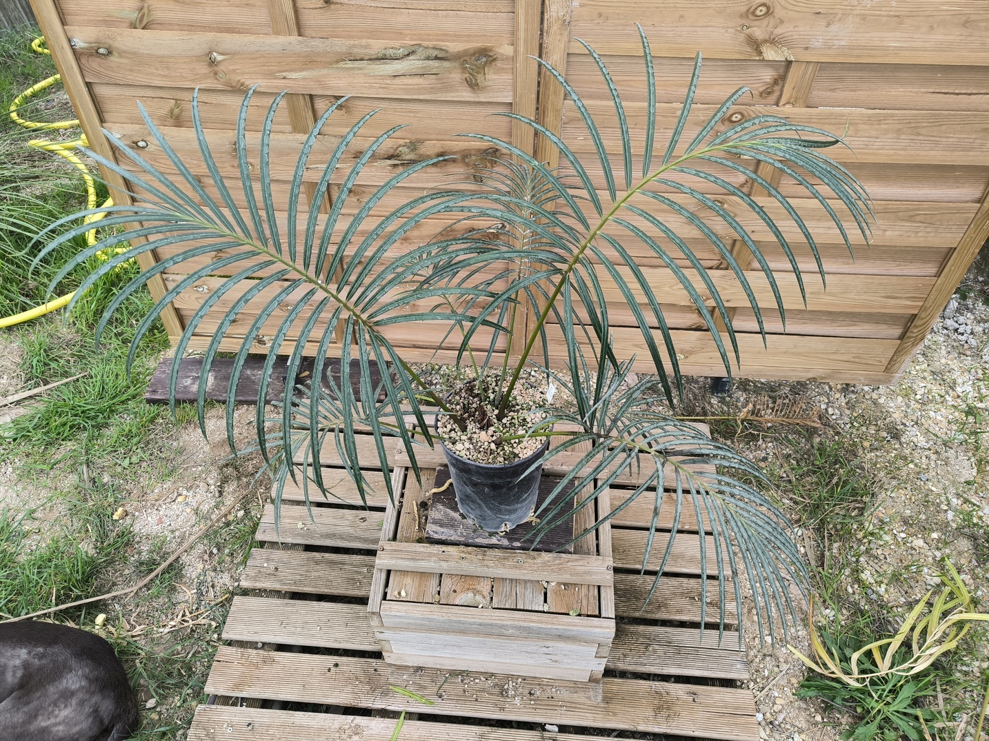 Cycas ferruginea 7cm FE1
