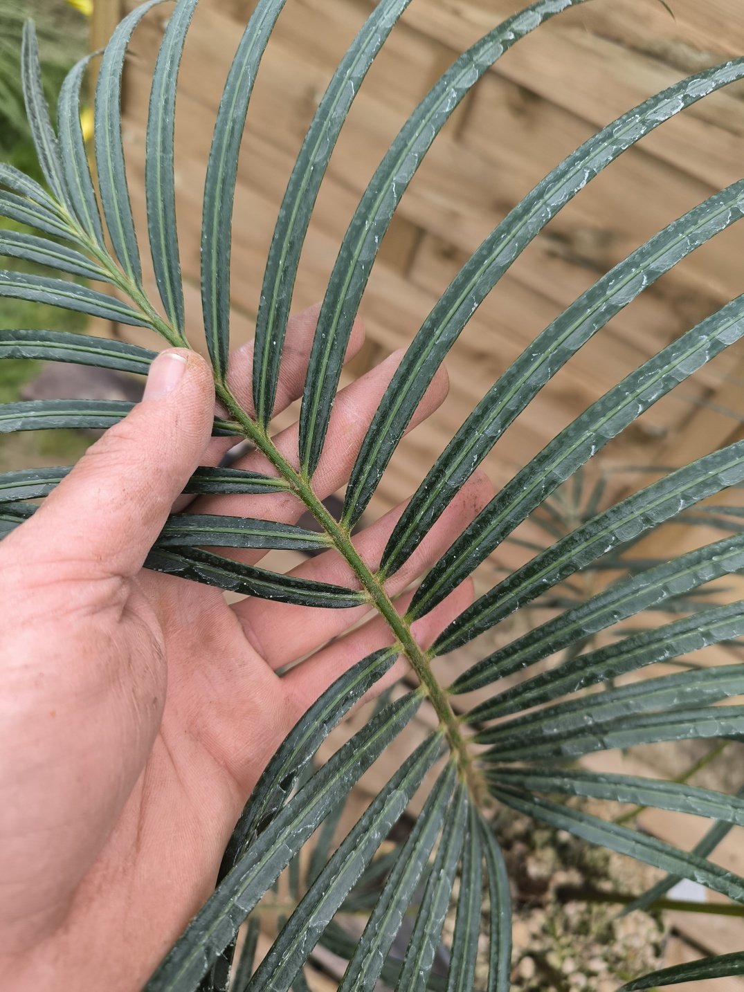 Cycas ferruginea 7cm FE1 - Image 9