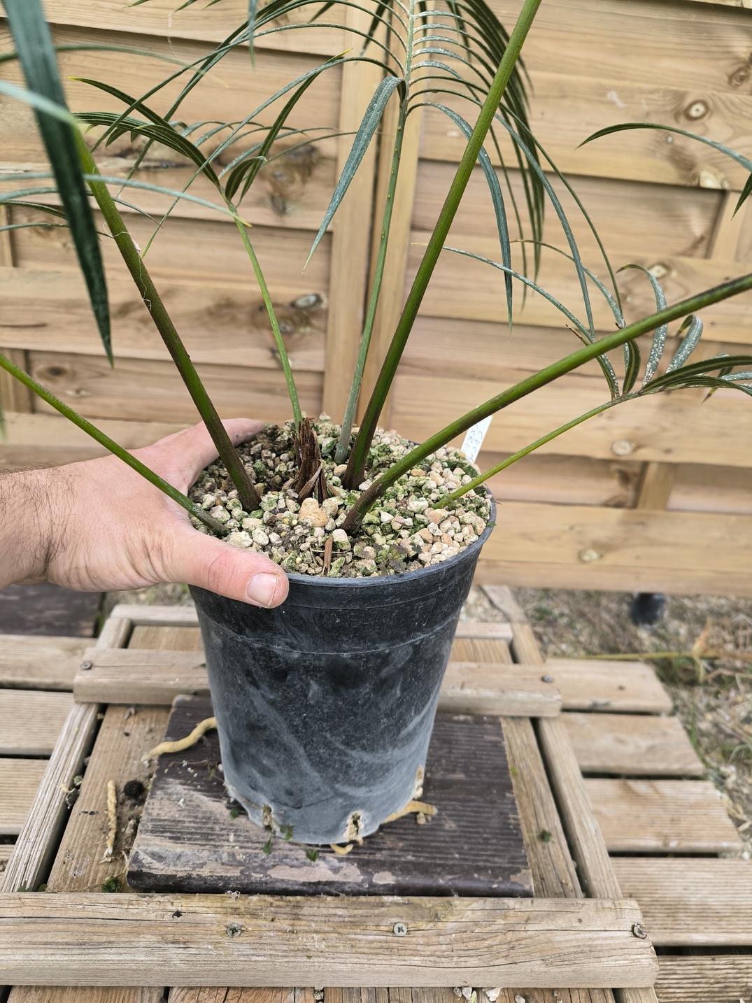 Cycas ferruginea 7cm FE1 - Image 10