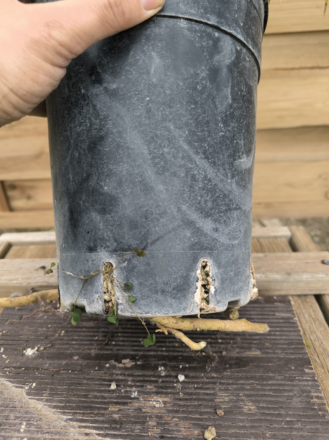 Cycas ferruginea 7cm FE1 - Image 12