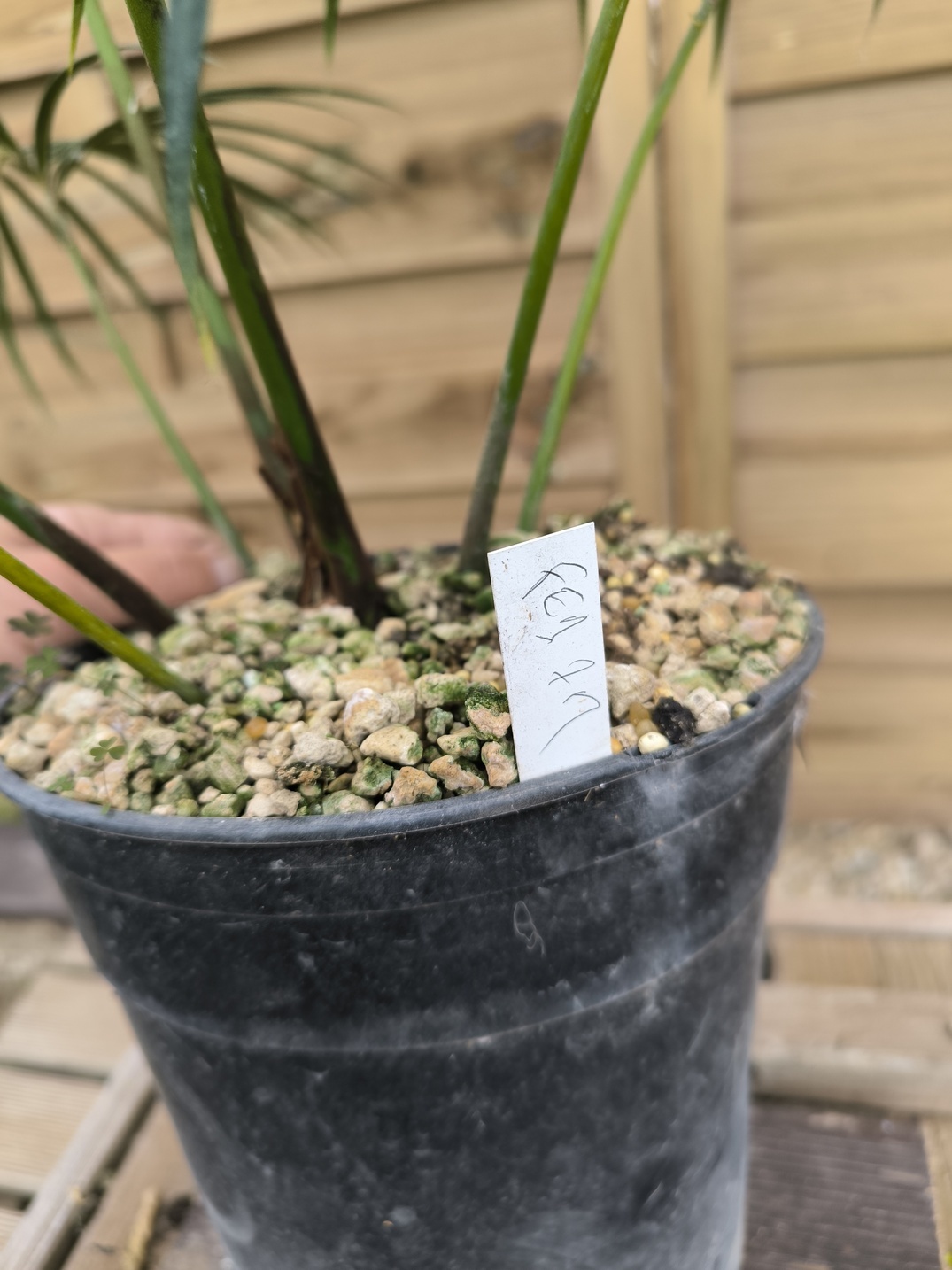 Cycas ferruginea 7cm FE1 - Image 13