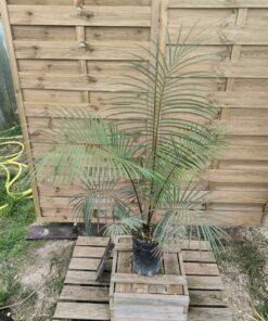 Cycas ferruginea 7cm FE2