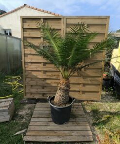 Cycas taiwaniana (syn. hainanensis) 40cm