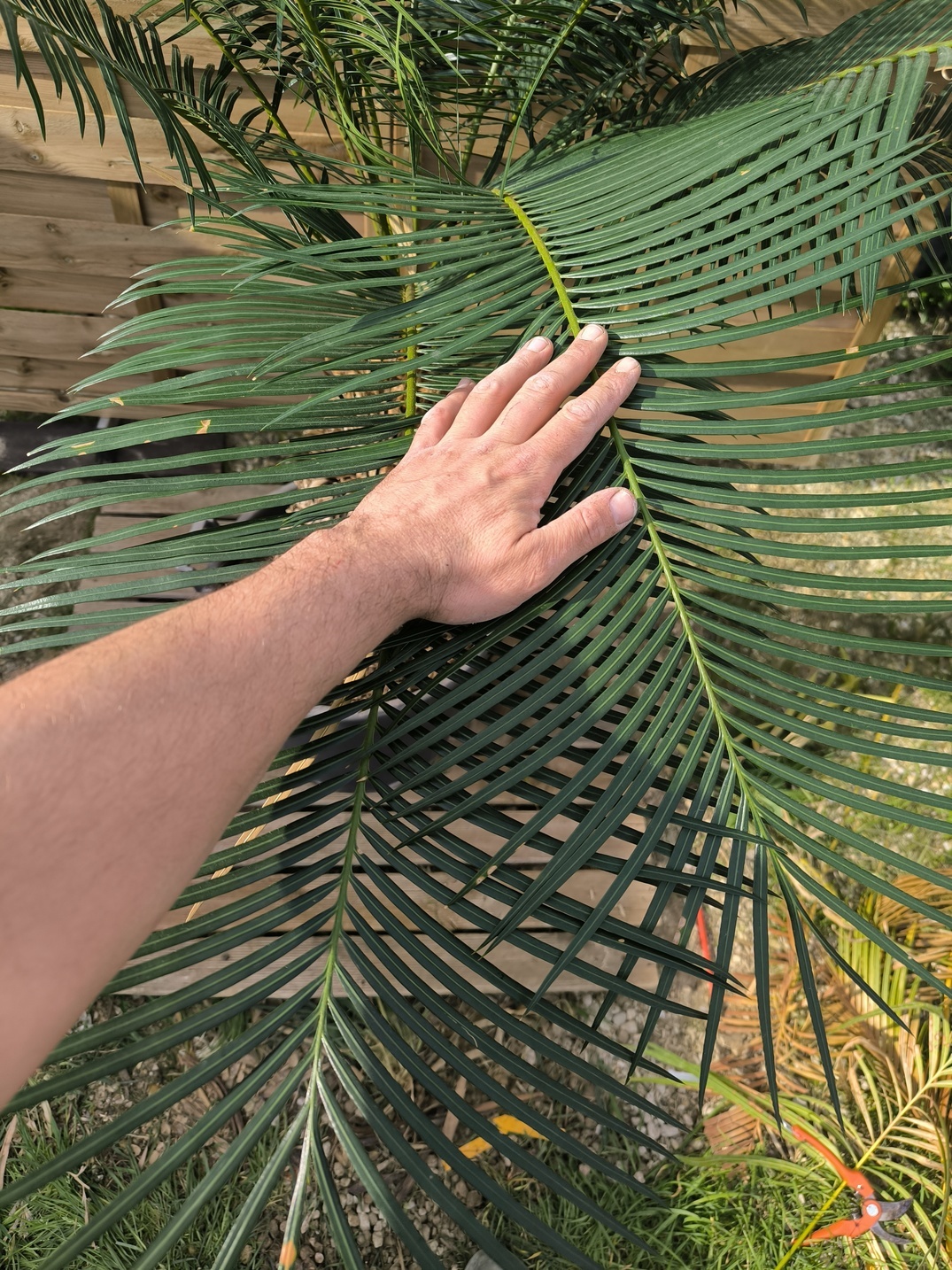 Cycas taiwaniana (syn. hainanensis) 40cm - Image 6