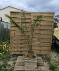 Cycas pachypoda 6-7cm