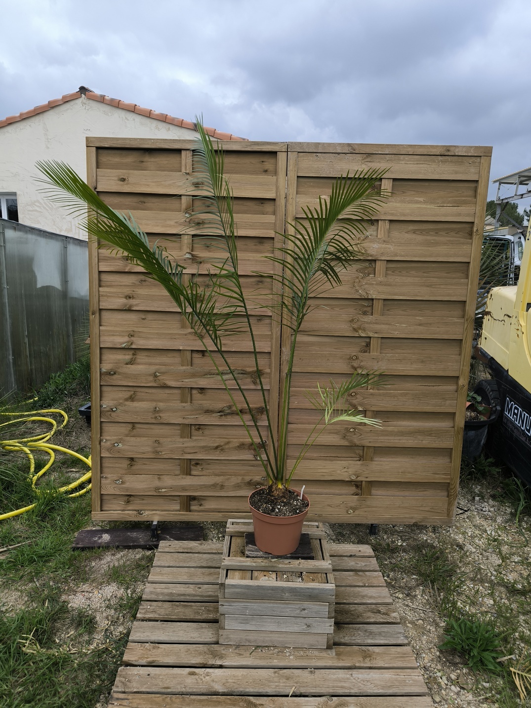 Cycas pachypoda 6-7cm