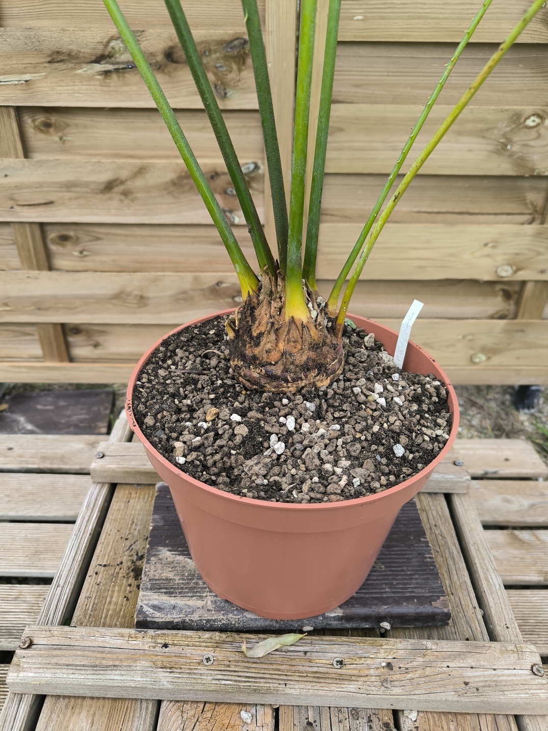 Cycas pachypoda 6-7cm - Image 5