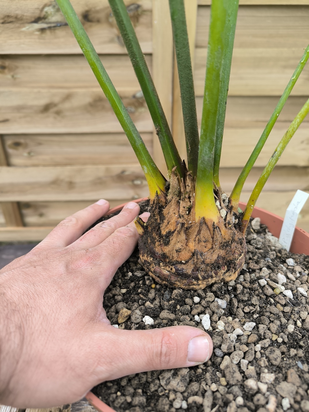 Cycas pachypoda 6-7cm - Image 10