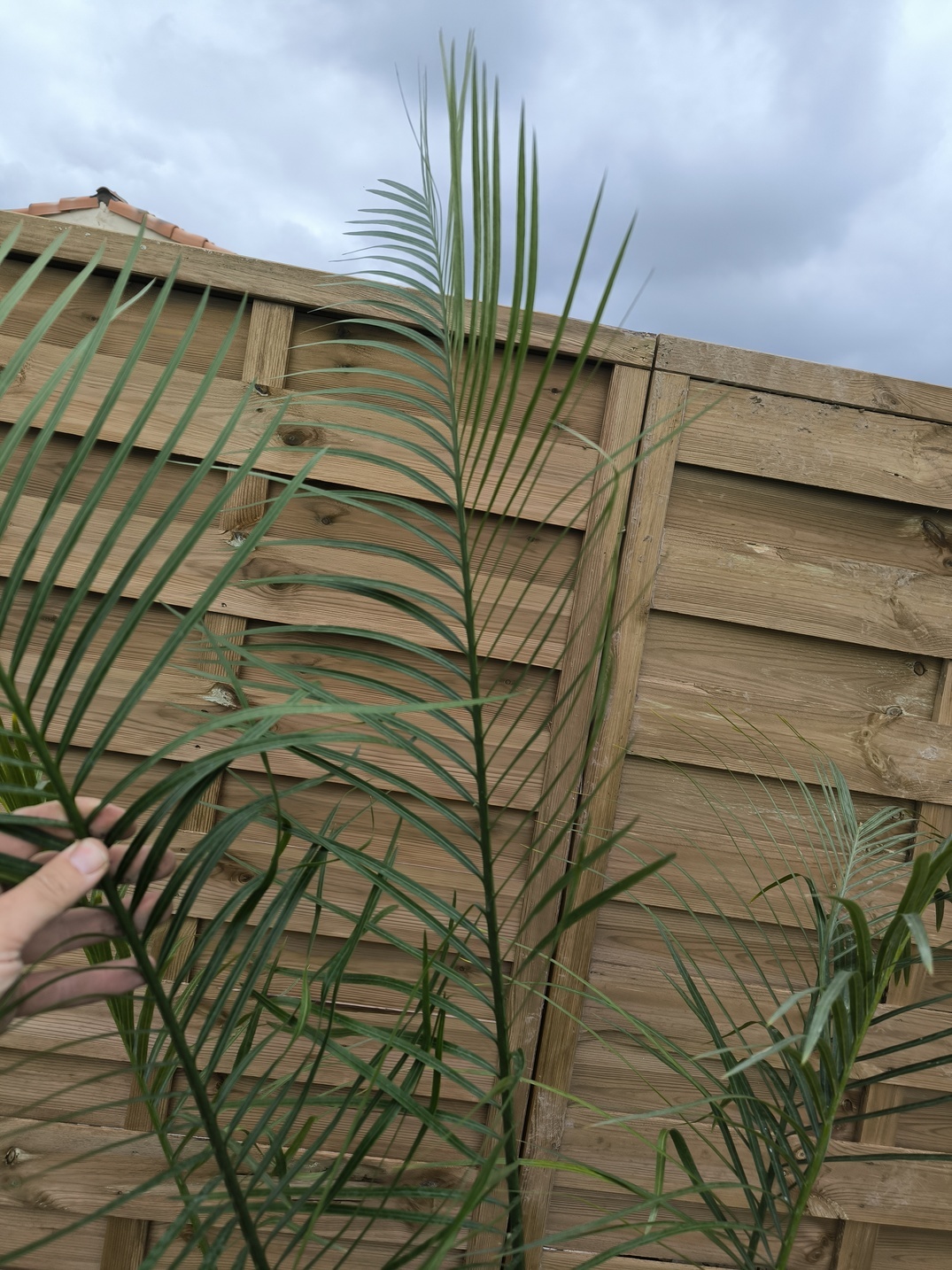 Cycas pachypoda 6-7cm - Image 7