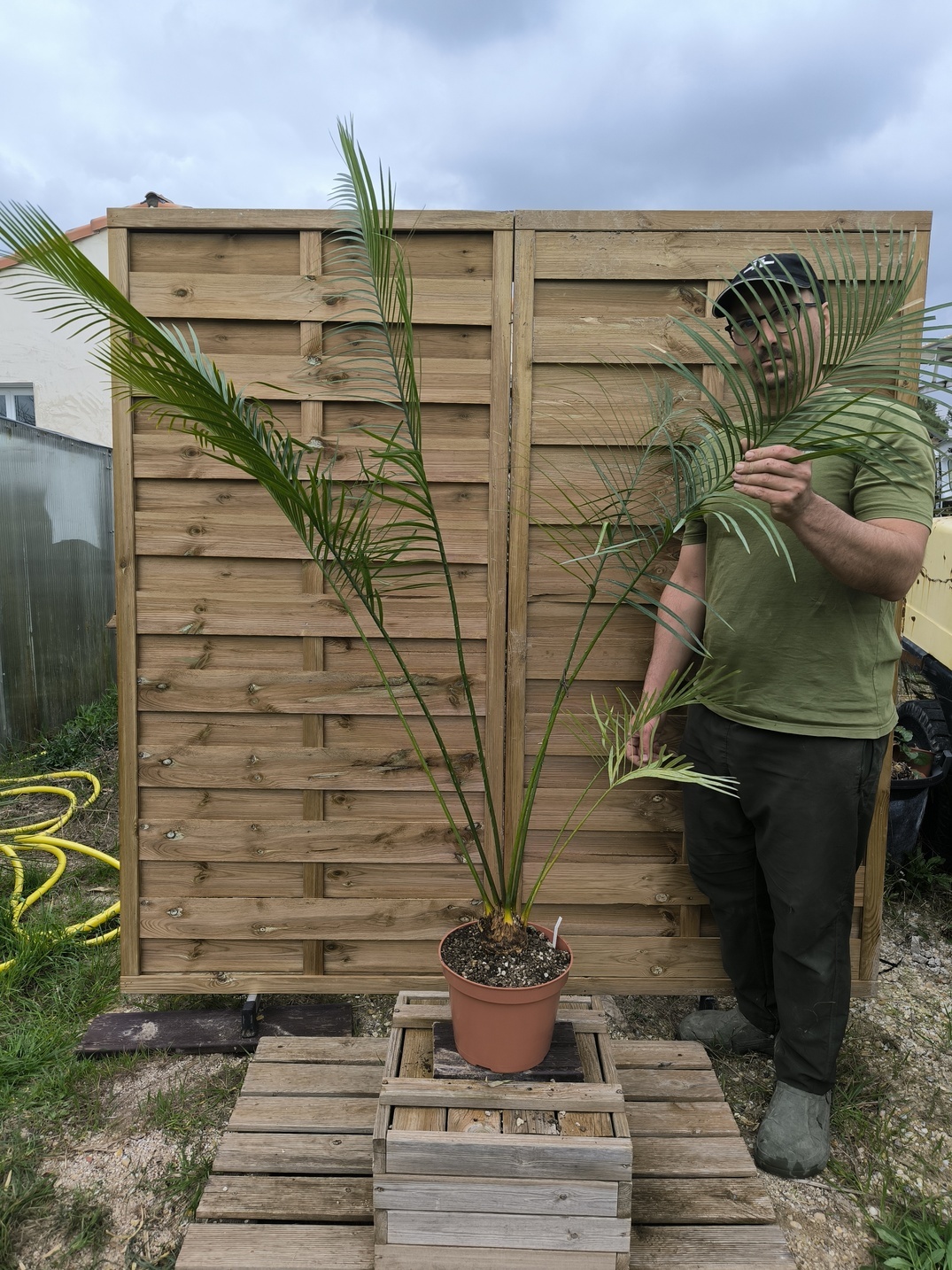 Cycas pachypoda 6-7cm - Image 6