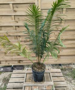 Cycas panzhihuaensis 10cm caudex