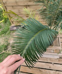 Alternative view of Cycas panzhihuaensis 10cm caudex