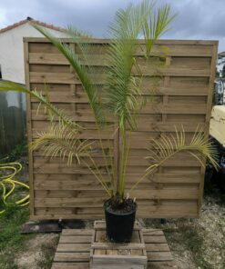 Alternative view of Cycas pectinata 12cm caudex PE1