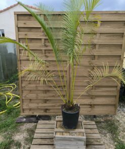 Cycas pectinata 12cm caudex PE1