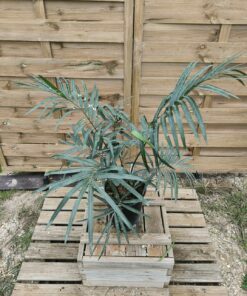 Alternative view of Cycas pranburiensis 6cm caudex PR1