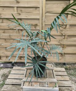 Cycas pranburiensis 6cm caudex PR1