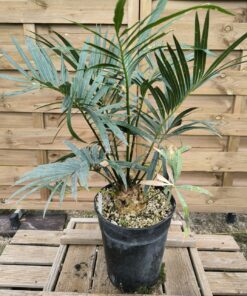 Cycas pranburiensis 6cm caudex PR2