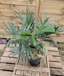 Alternative view of Cycas pranburiensis 6cm caudex PR2