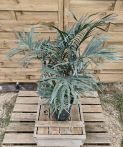 Cycas pranburiensis 6cm caudex PR3