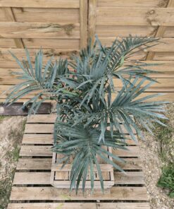 Alternative view of Cycas pranburiensis 6cm caudex PR3
