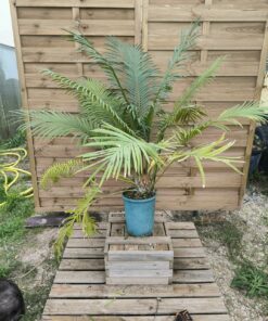 Cycas seemannii 10cm caudex