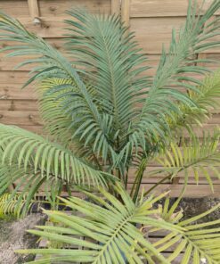 Alternative view of Cycas seemannii 10cm caudex