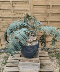 Alternative view of Cycas sexseminifera SPECIMEN