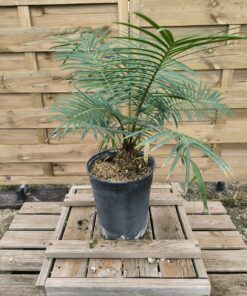 Cycas sexseminifera 5-6cm caudex