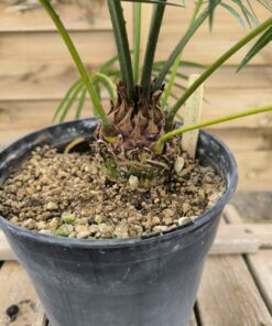 Alternative view of Cycas sexseminifera 5-6cm caudex
