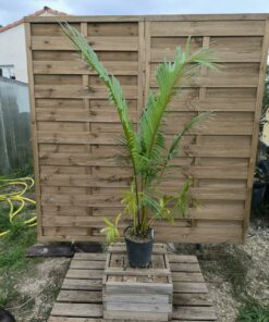 Cycas simplicipinna 10cm caudex SI1