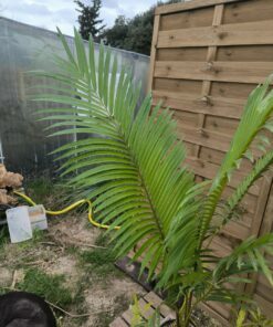 Alternative view of Cycas simplicipinna 10cm caudex SI1