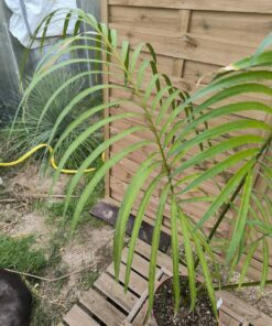 Alternative view of Cycas simplicipinna 7cm caudex SI2