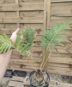 Cycas sp. Laos (undescribed species)