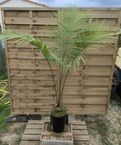 Cycas wadei 8-9cm W1