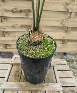 Alternative view of Cycas wadei 8-9cm W1