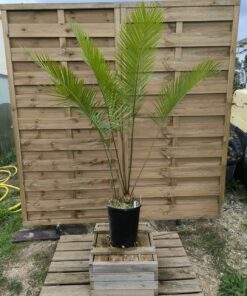 Cycas wadei double 7+5cm W3