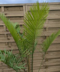Alternative view of Cycas wadei double 7+5cm W3