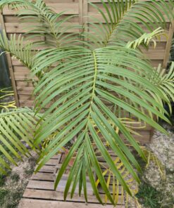 Alternative view of Lepidozamia hopei 12cm caudex SPECIMEN