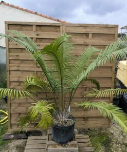 Alternative view of Lepidozamia peroffskyana 15cm caudex SPECIMEN