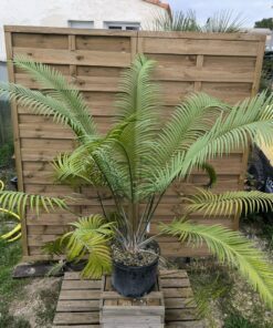 Lepidozamia peroffskyana 15cm caudex SPECIMEN