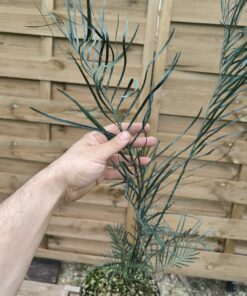 Alternative view of Macrozamia fraseri