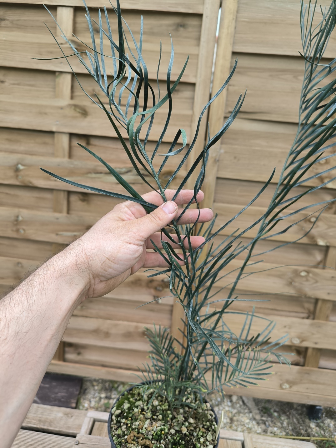 Macrozamia fraseri – Image 2