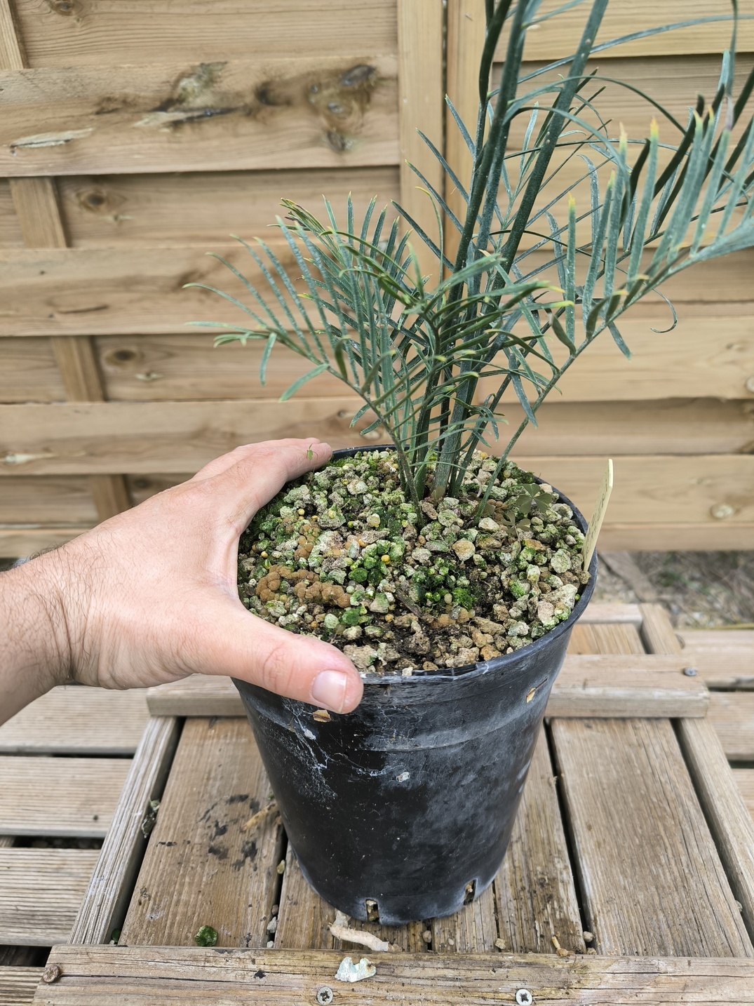 Macrozamia fraseri – Image 4