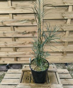 Macrozamia johnsonii J1