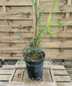 Macrozamia johnsonii J2