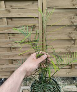 Alternative view of Macrozamia johnsonii J2