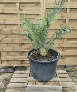 Macrozamia macdonnellii 7cm