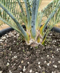 Alternative view of Macrozamia macdonnellii 7cm
